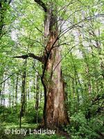 Naučná stezka KOTVICE