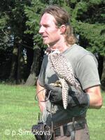 představení sokolníků z Ostravy