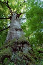 MAS Železnohorský region