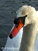 * Z DĚNÍ VE MĚSTĚ